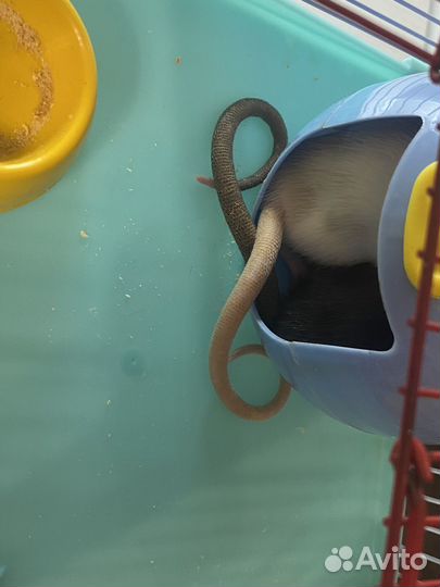 Декоративная крыса с клеткой