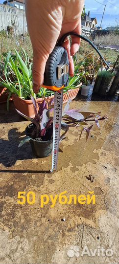 Цветы домашние в горшках