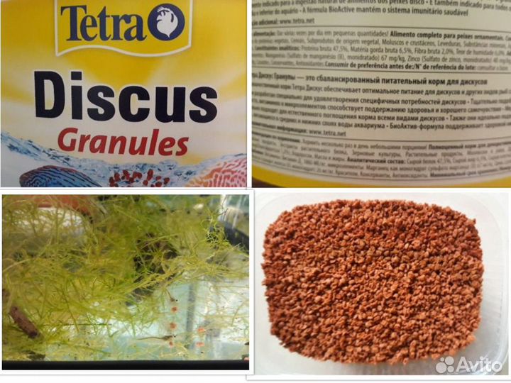 Аулофорус-живой корм для рыб, Тетра