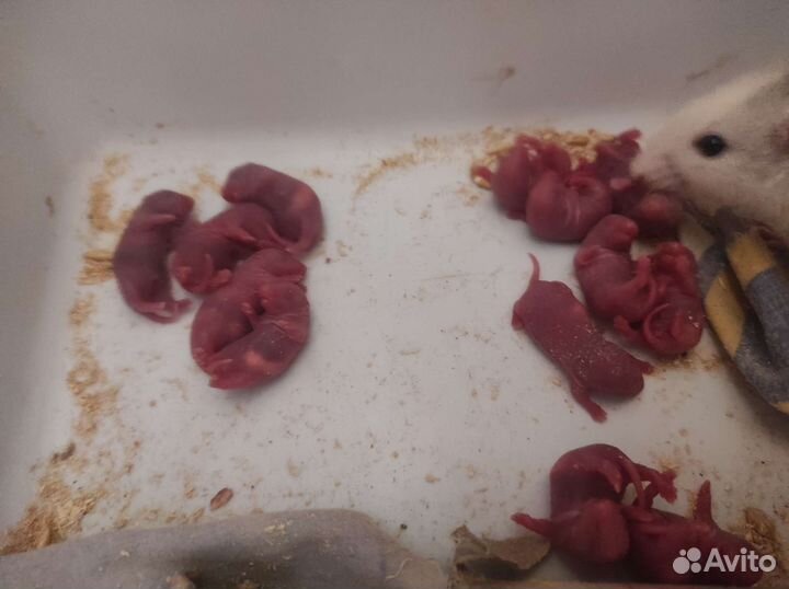 Крысята дамбо