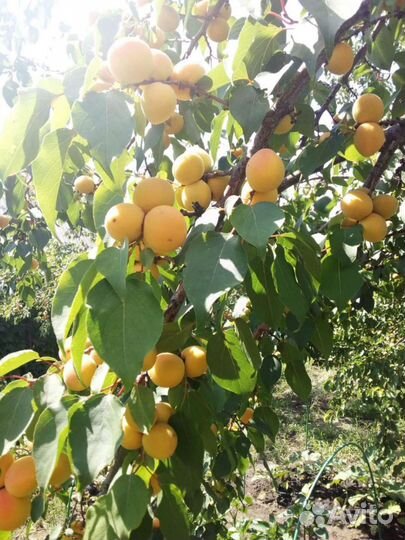 Саженцы абрикос
