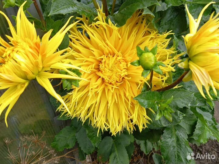 Георгины клубни