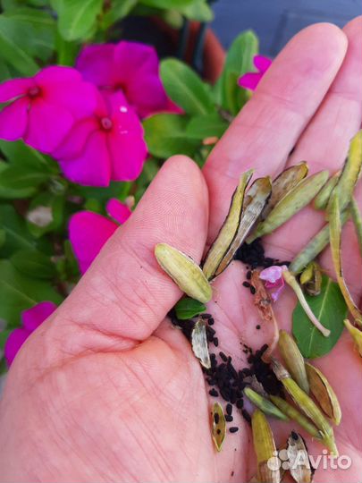 Катарантус ампельный,семена