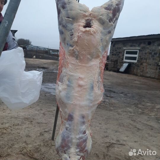 Мясо баранина (Дорпер)