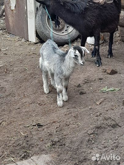 Козлята