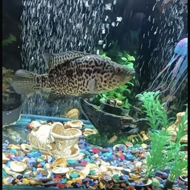 Аквариумные рыбы большие