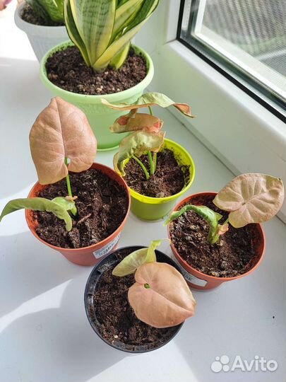 Сингониум ред харт