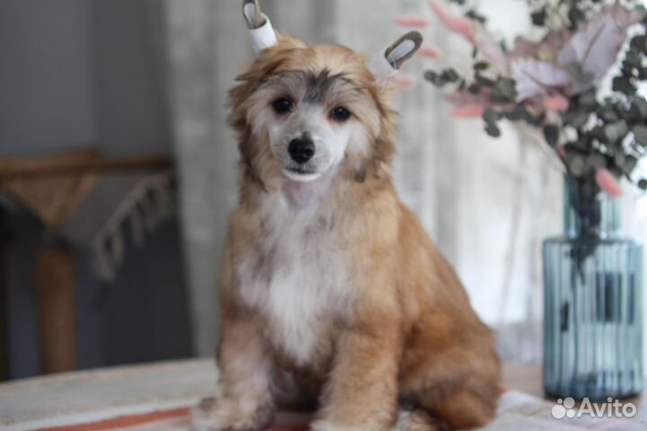 Китайская хохлатая собака