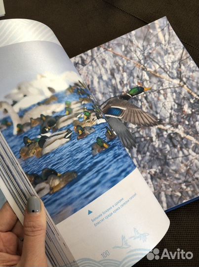 Книга алтая