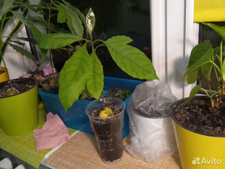 Авокадо растение