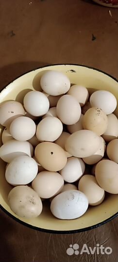 Домашние куриные яйца