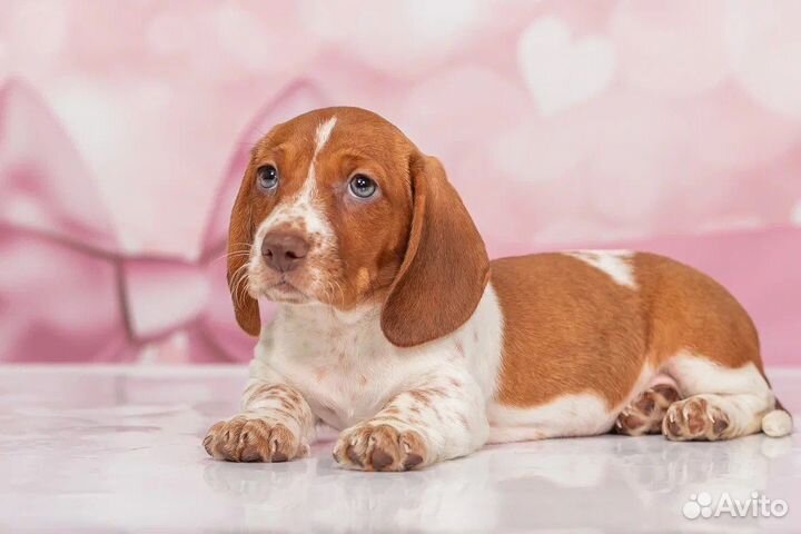 Такса стандартная окрас Пайболд