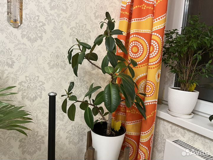 Фикус каучуконосный