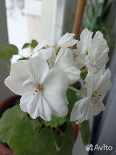 Пеларгония герань