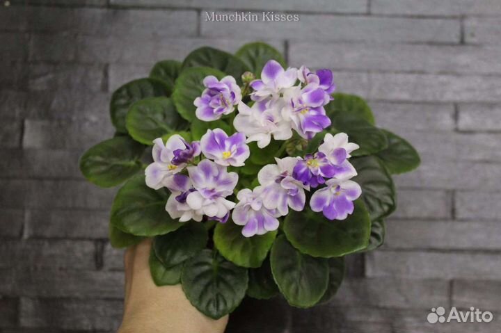 Детки мини фиалок