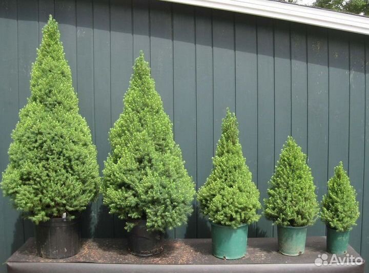 Ель колючая саженцы Глауконика