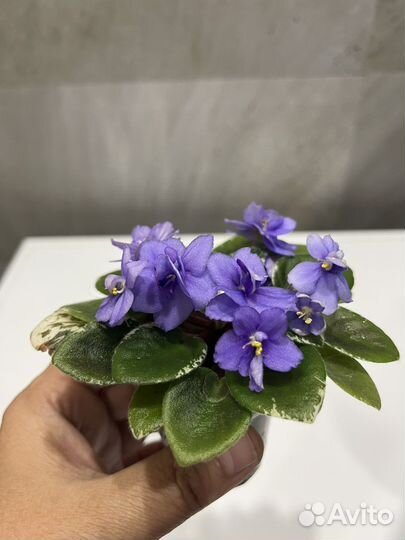 Миниатюрные фиалки лист (срез) и детки