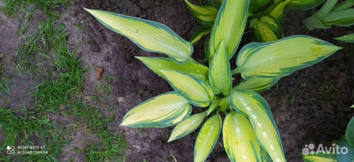 Хоста из частной коллекции