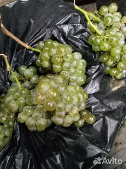 Виноград винных сортов