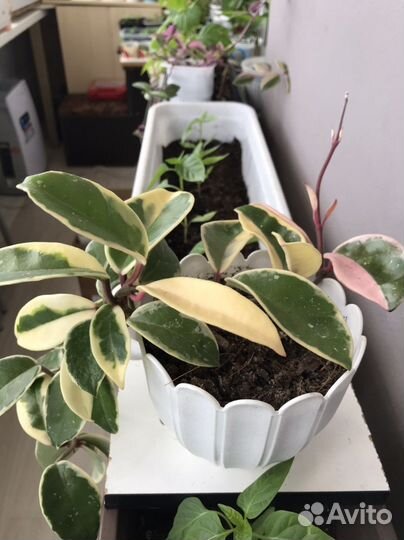 Хойя кримсон квин