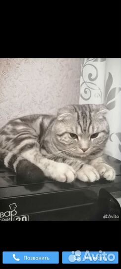 Шотландский котенок мальчик
