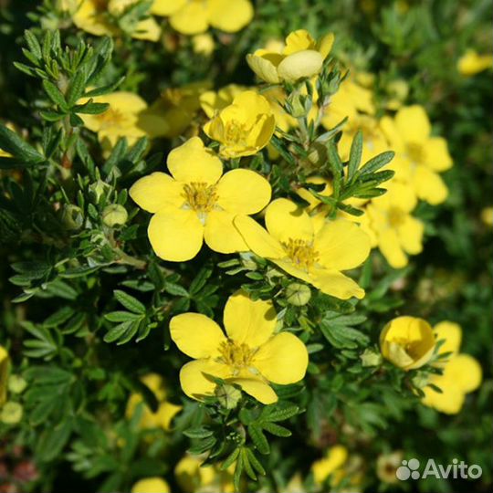 Лапчатка кустарниковая Голдтеппич (1 саженец в го