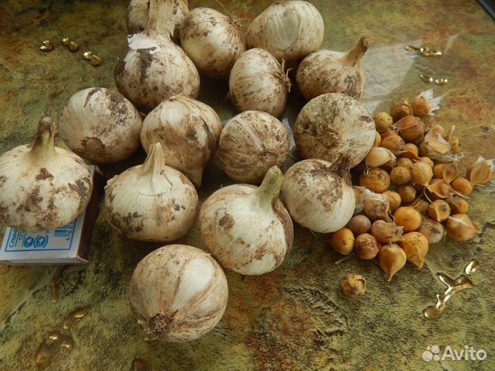 Чеснок рокамболь