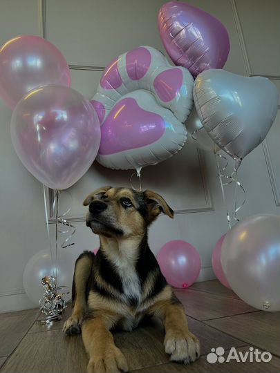 Спасеннный щенок девочка 4месяца