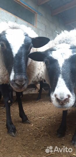 Романовские овцы