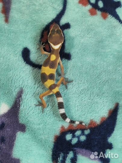 Геккон эублефар