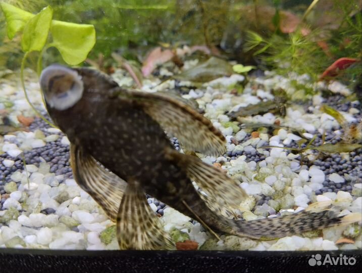 Сом анциструс вуалевый