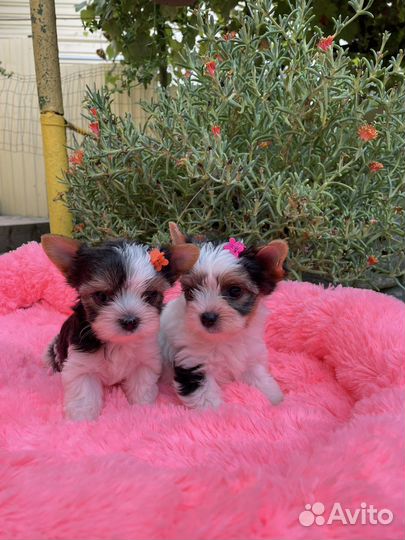 Бивер девочка