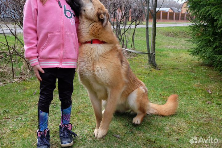 Нюша ищет дом