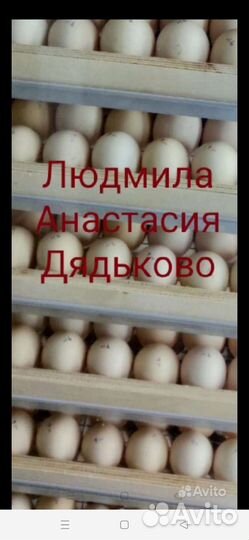 Бройлерные цыплята Арбор Айкрес