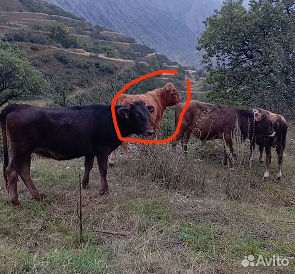 Телята бычки бык