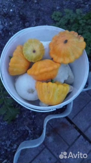 Продаю кабачки, цукини, патиссоны домашние