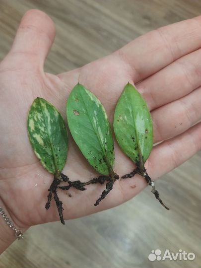 Замиокулькас черный равен/зензи/жук