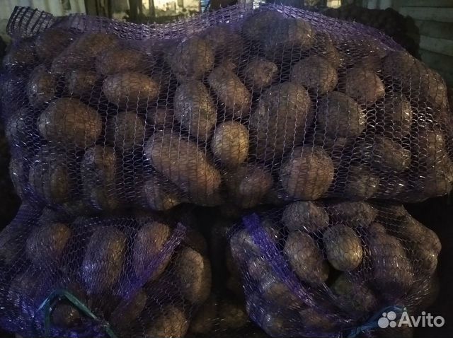 Картофель крупный