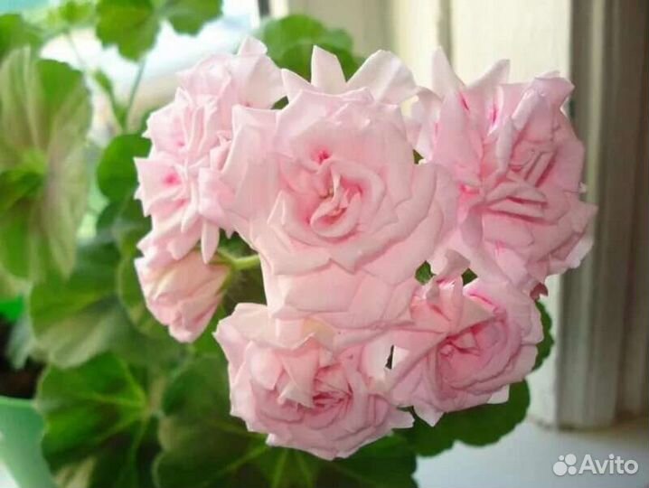 Пеларгония герань