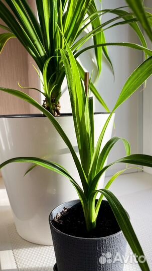 Пальма панданус комнатный цветок