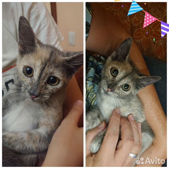 Кошечка в добрые руки