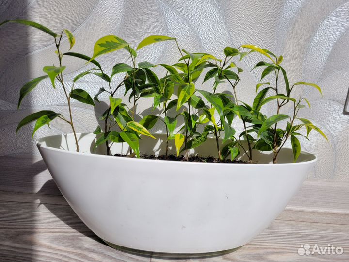 Фикус Регидан