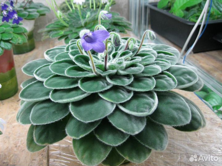 Петрокосмеи