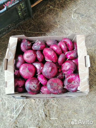 Овощи для животных