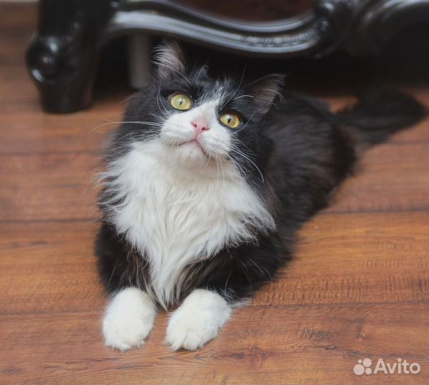 Котик Маркиз ждет