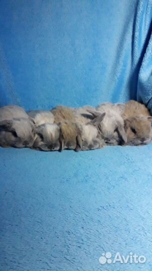 Карликовый кролик