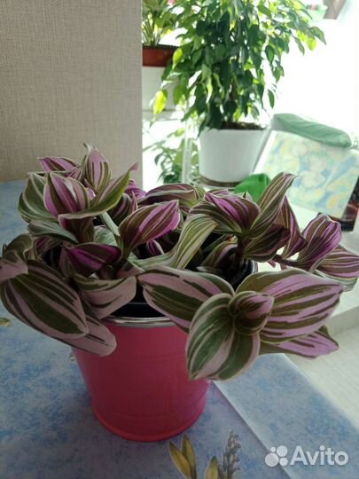 Традесканция