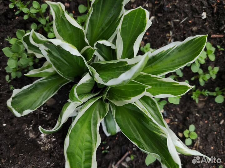 Хосты 5 сортов