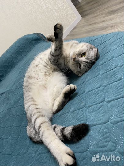 Шотландская кошка