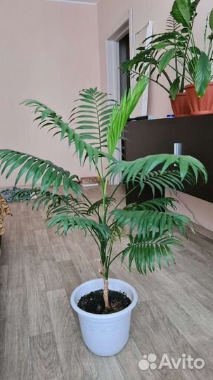 Комнатные цветы